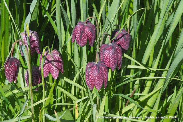 Fritillaria meleagris