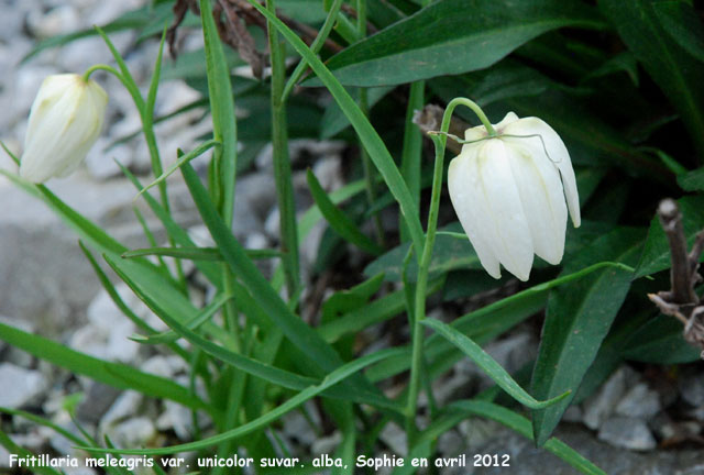 Fritillaria meleagris var. unicilor alba