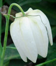 Fritillaria meleagris var. unicolor subvaria alba