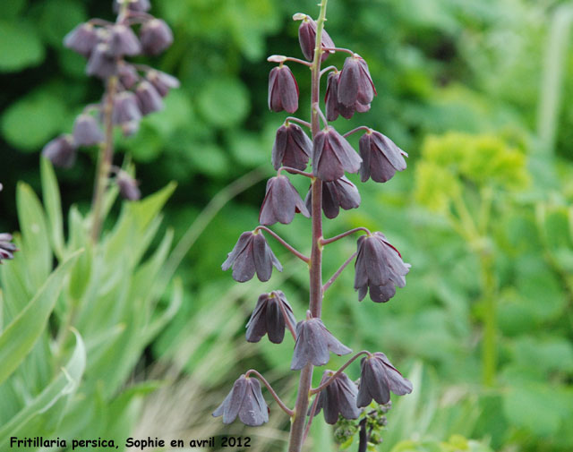 Fritillaria persica