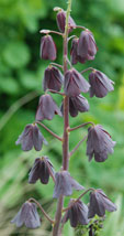 Fritillaria persica