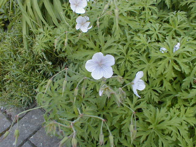 Geranium clarkei 'Kashmir White'