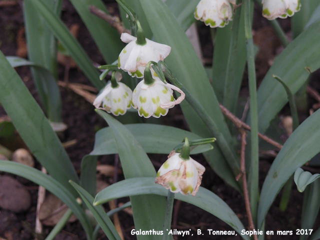 Galanthus 'Ailwyn'