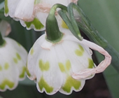 Galanthus 'Ailwyn'