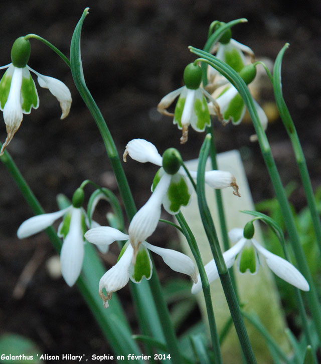 Galanthus 'Alison Hilary'