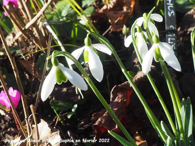 Galanthus 'Alison Hilary'