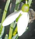 Galanthus 'Alison Hilary'