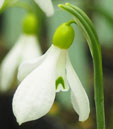 Galanthus alpinus