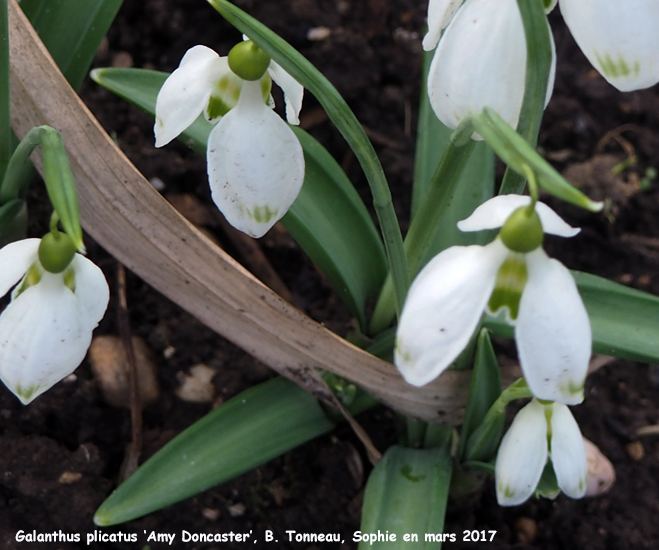 Galanthus 'Amy Doncaster'