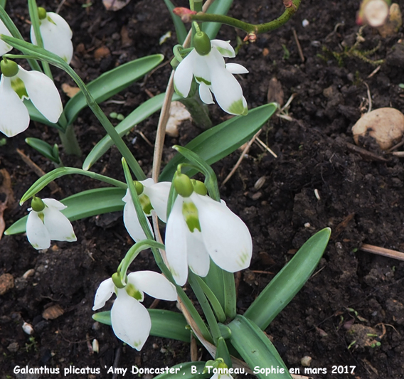 Galanthus 'Amy Doncaster'