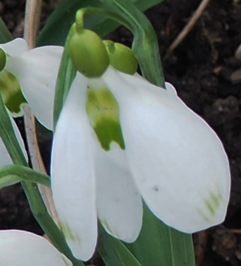 Galanthus plicatus 'Amy Doncaster'