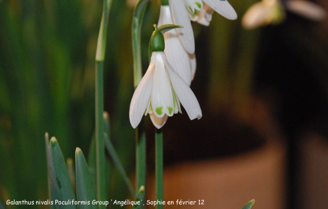 Galanthus nivalis 'Angélique'