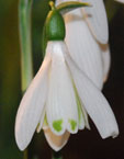 Galanthus nivalis 'Angélique'