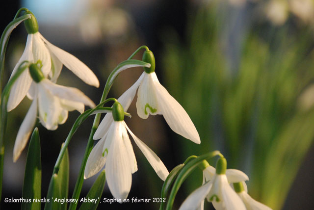 Galanthus nivalis 'Anglesey Abbey'