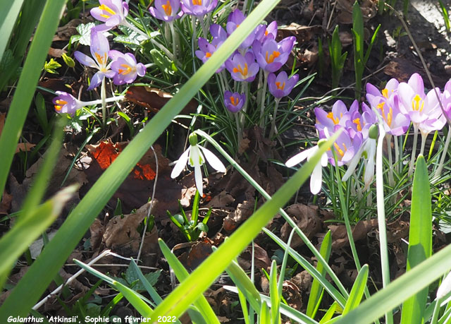 Galanthus 'Atkinsii'