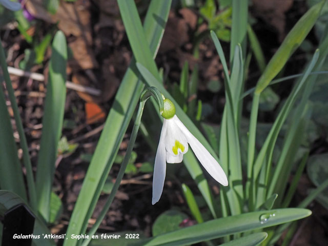 Galanthus 'Atkinsii'