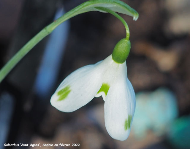 Galanthus 'Aunt Agnes'