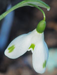 Galanthus 'Aunt Agnes'