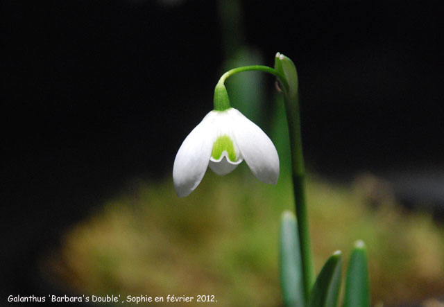 Galanthus 'Barbara's Double'