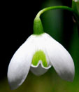 Galanthus 'Barbara's Double'