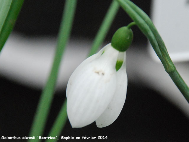 Galanthus elwesii 'Beatrice'