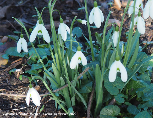 Galanthus 'Benton Magnet'