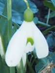 Galanthus 'Benton  Magnet''