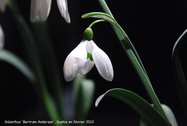 Galanthus 'Bertram Anderson'