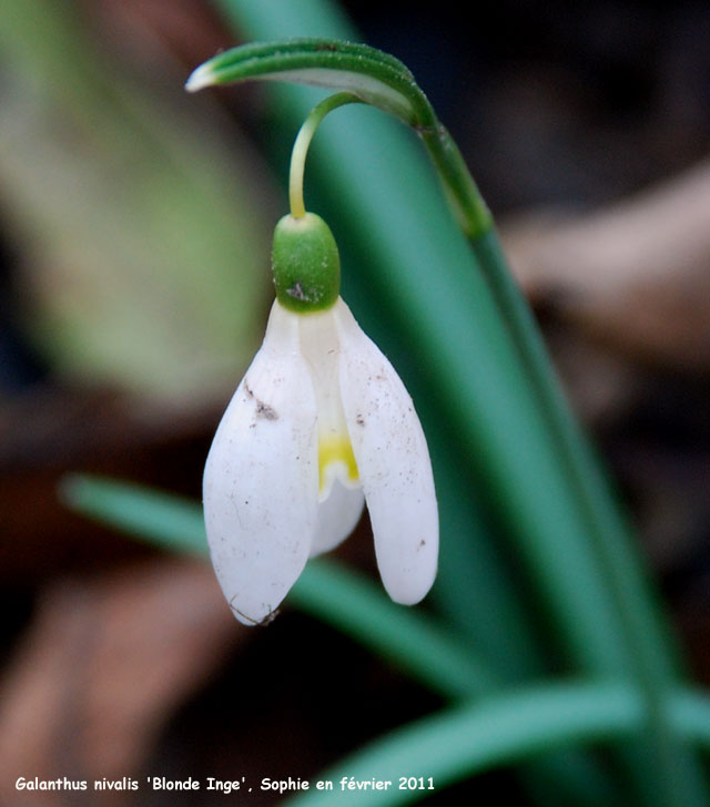 Galanthus nivalis 'Blonde Inge'