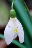 Galanthus nivalis 'Blonde Inge'