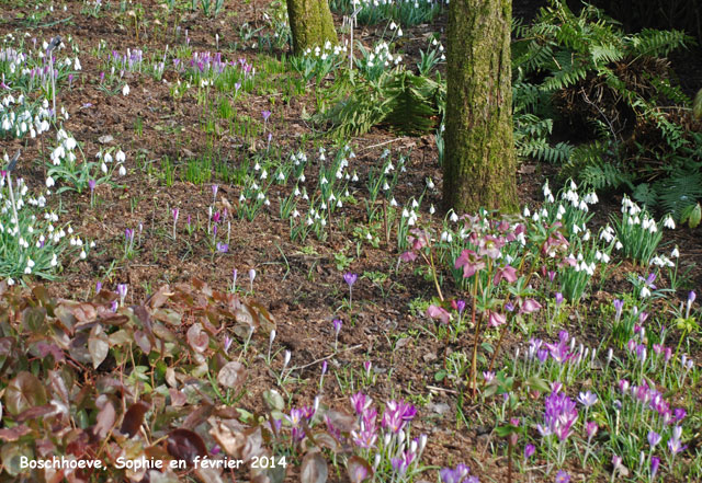 Les Galanthus à Boschhoeve