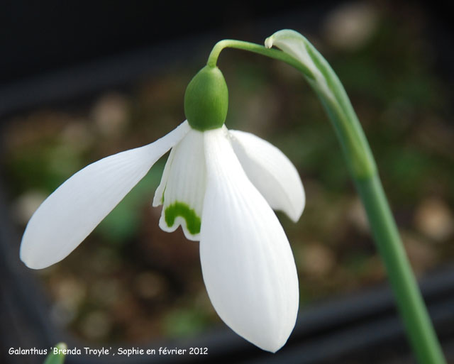 Galanthus 'Brenda Troyle'