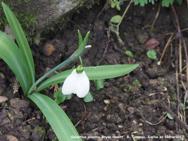 Galanthus plicatus 'Bryan Hewitt'