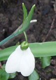 Galanthus plicatus 'Bryan Hewitt'