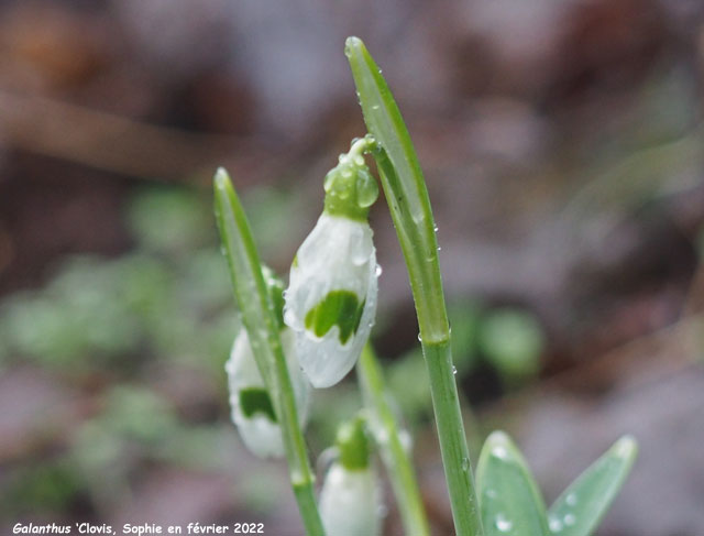 Galanthus 'Clovis'