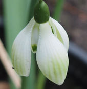 Galanthus 'Cowhouse Green'