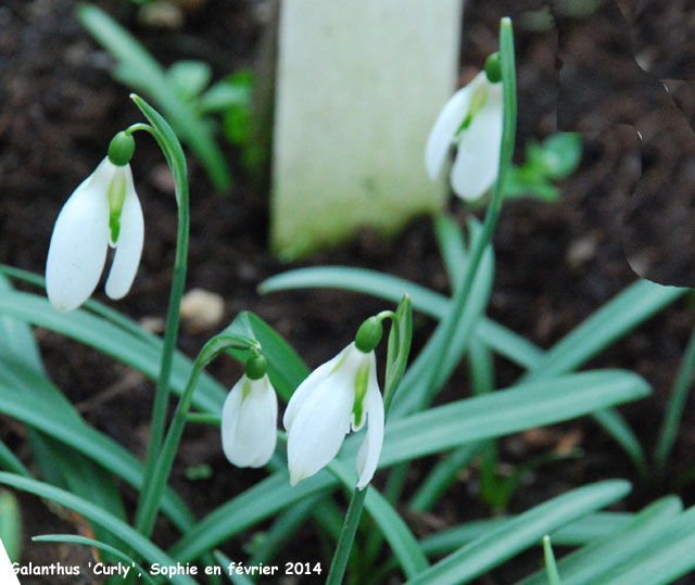 Galanthus 'Curly'