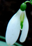 Galanthus 'Curly'