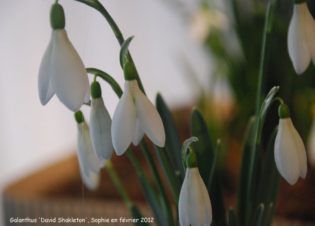 Galanthus elwesii 'David Shackleton'