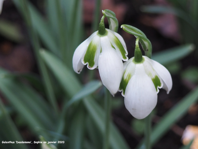 Galanthus 'Desdemona'