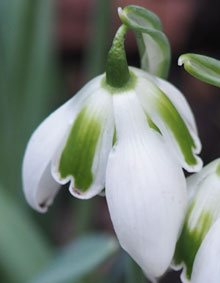 Galanthus 'Desdemona'