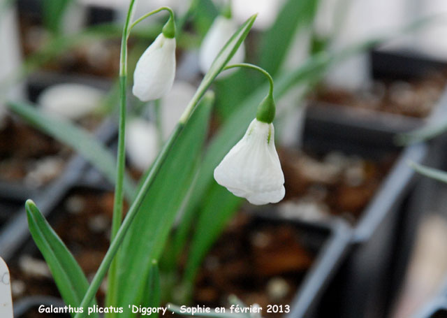 Galanthus plicatus 'Diggory'