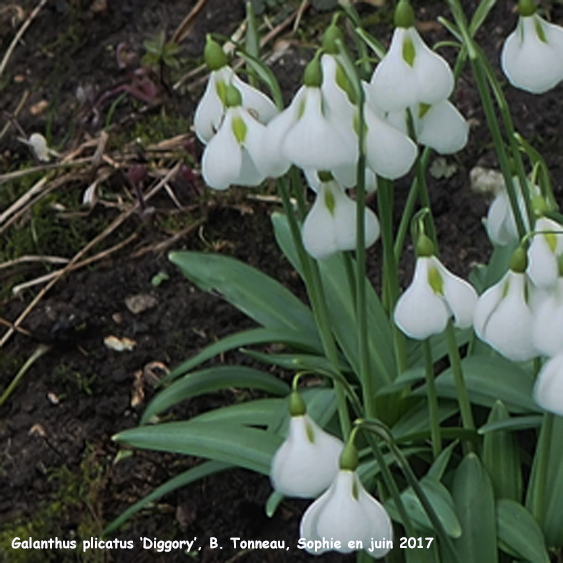 Galanthus plicatus 'Diggory'