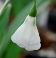 Galanthus plicatus 'Diggory''