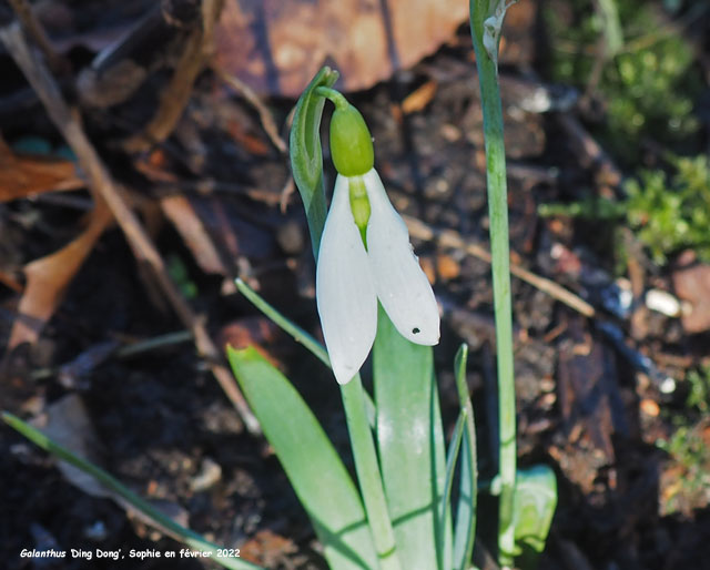 Galanthus 'Ding Dong'