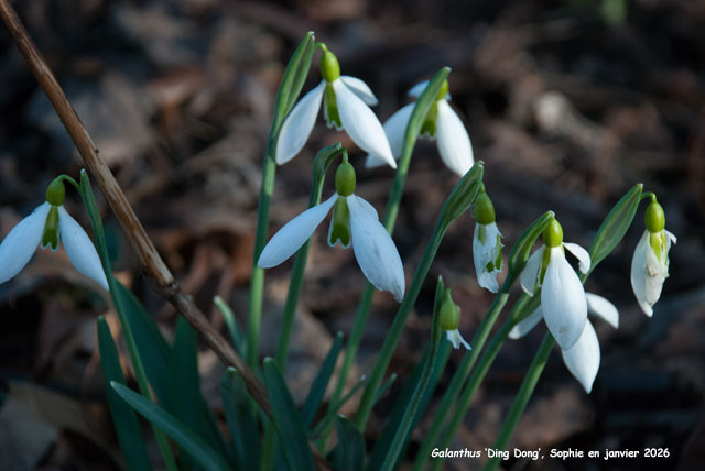 Galanthus 'Ding Dong'