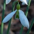 Galanthus 'Ding Dong'