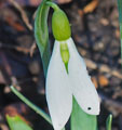 Galanthus 'Ding Dong'