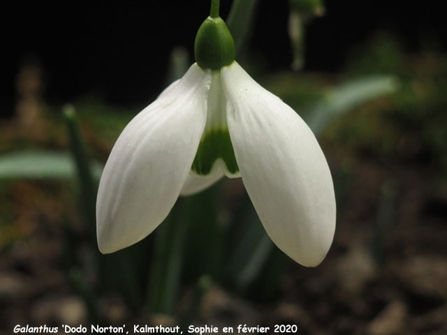 Galanthus 'Dodo Norton'