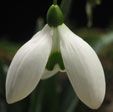 Galanthus 'Dodo Norton'